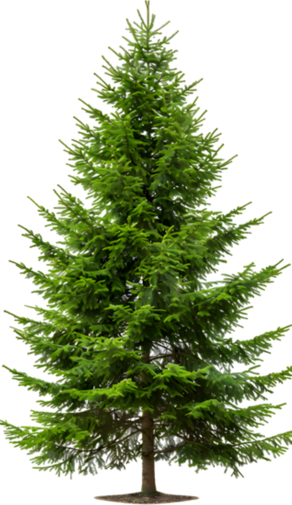 🌲